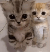 two kittens are standing next to each other on a tile floor .