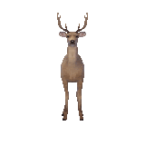 a deer with antlers standing on a white background .