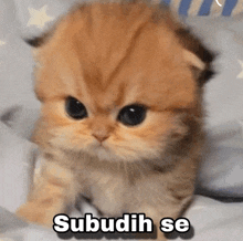 a small kitten is sitting on a bed with the words subuh se written on the bottom