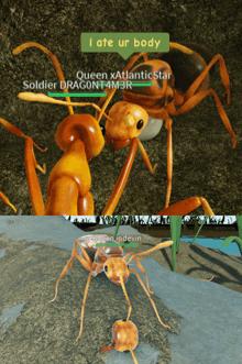 an ant says i ate ur body while another ant says soldier dragont4m3r