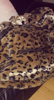 a dog wrapped in a leopard print blanket