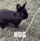 a black rabbit is standing on top of a grass covered field with the word hug written on it .