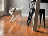 a white dog is walking on a wooden floor next to a black chair