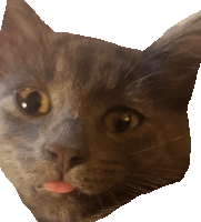 a close up of a cat with its tongue out