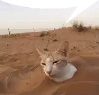 a cat sticking its head out of a sand dune