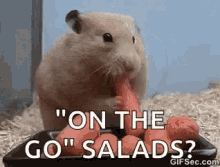 a hamster is eating a carrot from a plate and saying `` on the go '' salads .