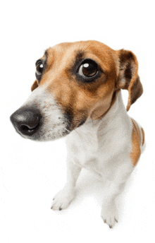 a brown and white dog looks up at the camera