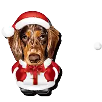 a dachshund wearing a santa hat is holding a gift