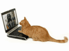 a cat is sitting in front of a laptop computer looking at a picture of a man on the screen .