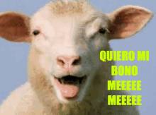 a sheep with its tongue out and the words quiero mi bono meeeee