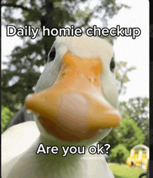 a picture of a duck with the words daily homie checkup are you ok