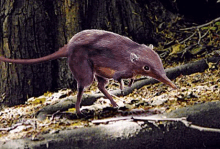 a drawing of a small brown animal with a long nose walking in the woods .