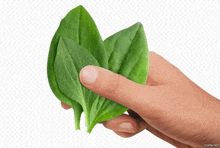 a hand holding a bunch of green leaves with fishki.net in the bottom right corner