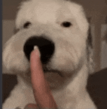 a close up of a dog 's nose with a person 's finger .