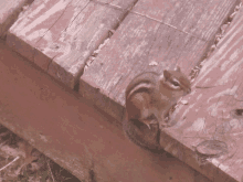 a chipmunk is sitting on a wooden deck