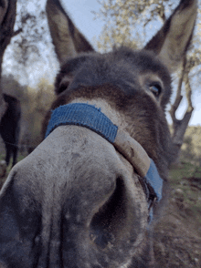 a close up of a donkey 's nose with a blue collar