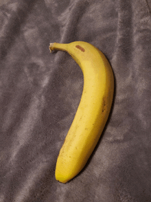 a banana is laying on a gray blanket on a couch