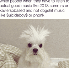 a picture of a white dog with a caption that says white people when they have to listen to actual good music like 2018 summers