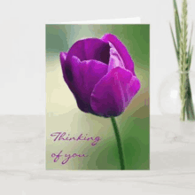 a greeting card with a purple tulip and the words thinking of you