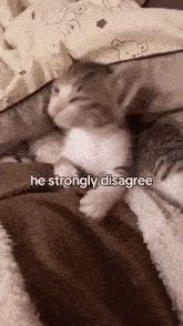 a kitten is laying on a bed with the words he strongly disagree written below it