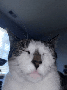 a cat with its eyes closed looks like it is smiling