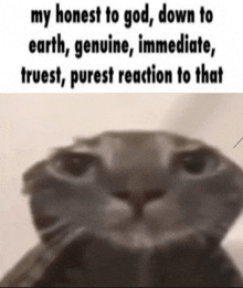 My Honest Reaction Cat Meme