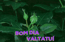 a red rose is surrounded by green leaves and the words bom dia valtatui