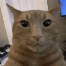 a close up of a cat 's face looking at the camera in a living room .