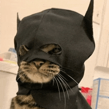 a cat wearing a batman costume with a hole in its face .