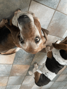 two basset hounds are looking up at the camera