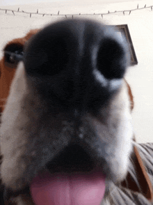 a close up of a dog 's nose with its tongue sticking out