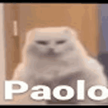 a close up of a white cat with the name paolo written on it .