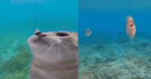 a close up of a cat 's eye and a fish in the ocean .