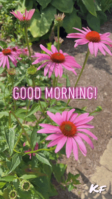 a bunch of pink flowers with the words good morning on the bottom