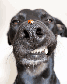 a dog with a ladybug on its nose