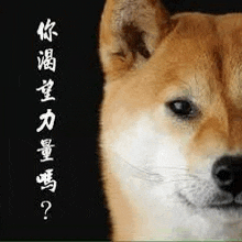 a close up of a shiba inu dog with chinese writing behind it .