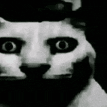 a black and white photo of a cat 's face with big eyes .