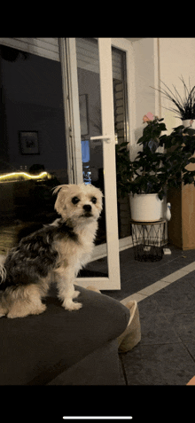 a small dog is sitting on a couch in front of a door