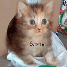 a kitten is sitting on top of a bag of litter .