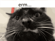 a close up of a black cat with the words " erm " below it