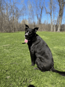 a black dog is sitting in the grass with its tongue hanging out