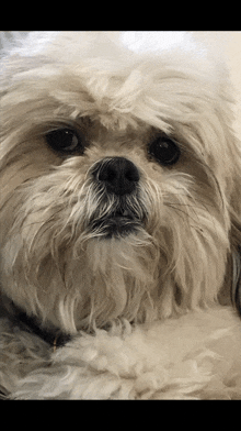 a close up of a dog 's face with a black nose