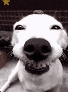 a close up of a dog 's face with a yellow star behind it