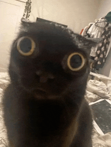 a close up of a black cat 's face with huge eyes