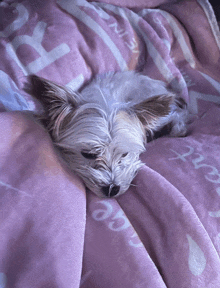 a small white dog is laying on a pink blanket that has the word love on it