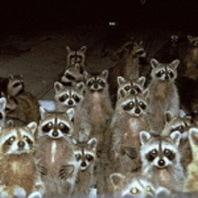 a group of raccoons are posing for a photo together