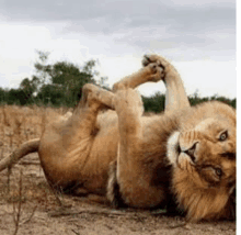 a lion is laying on its back in the dirt and looking at the camera .