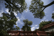 looking up at the sky from a balcony with trees in the foreground