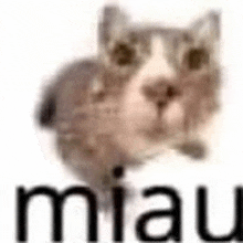 a cat is standing in front of a white background with the word miau written on it .