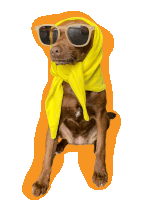 a dog wearing sunglasses and a yellow scarf around its head